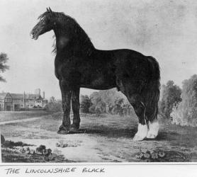 Lincoln Black